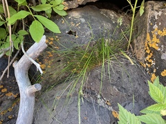 Piptatheropsis micrantha