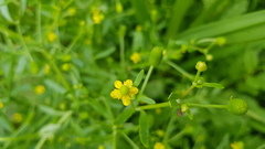 Ranunculus sceleratus