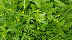Ranunculus sceleratus