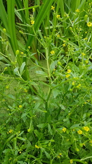 Ranunculus sceleratus