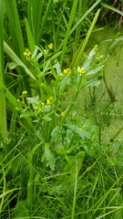 Ranunculus sceleratus
