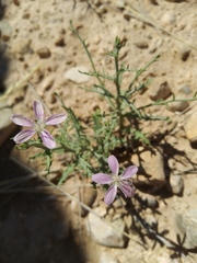 Stephanomeria runcinata