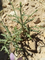 Stephanomeria runcinata