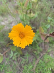 Coreopsis intermedia