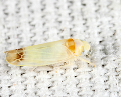 Empoa