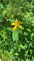 Hypericum ascyron
