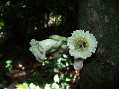 Amphitecna apiculata