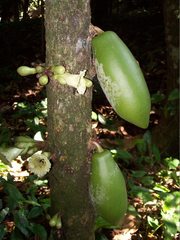 Amphitecna apiculata