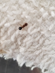 Pheidole parva