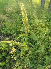 Rumex longifolius