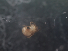 Dolichognatha