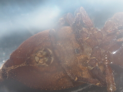 Arachnura melanura