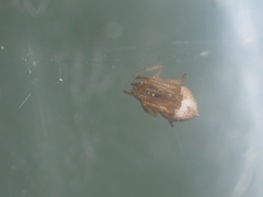 Dolichognatha