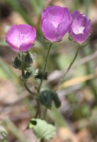 Eremalche parryi ssp. parryi