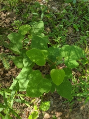 Smilax ecirrhata