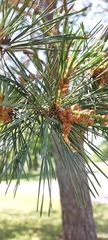 Pinus resinosa
