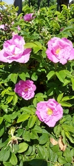 Rosa rugosa
