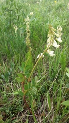 Hedysarum sulphurescens