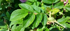 Rosa rugosa