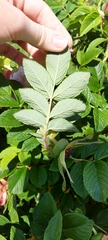 Rosa rugosa