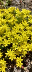 Sedum acre