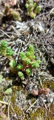 Sedum acre