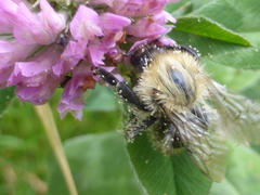 Bombus