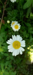 Leucanthemum vulgare