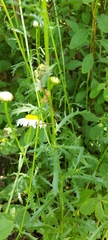 Leucanthemum vulgare