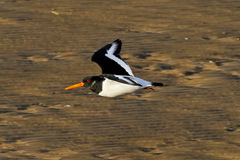 Haematopus ostralegus