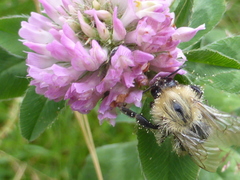 Bombus