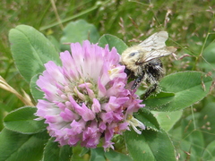 Bombus