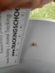 Apterona helicoidella