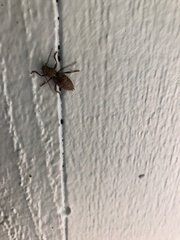 Plectrura spinicauda