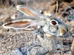 Lepus alleni