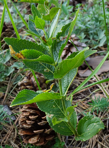 Image of Broad-Leaved Mercury (Mercurialis ovata) by (c) Patrick Hacker, some rights reserved (CC BY)