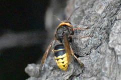 Vespa crabro altaica