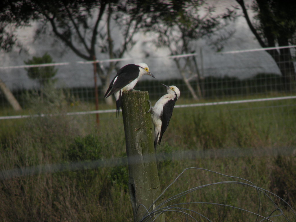 White Woodpecker