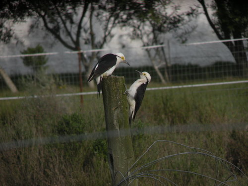 White Woodpecker