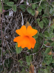 Thunbergia gregorii