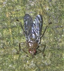 Ornithomya avicularia