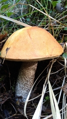 Leccinum