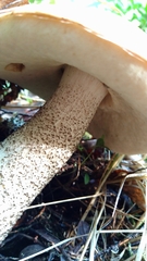 Leccinum