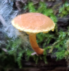 Pholiota subsulphurea
