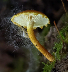 Pholiota subsulphurea