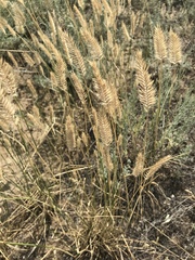 Agropyron cristatum