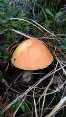 Leccinum