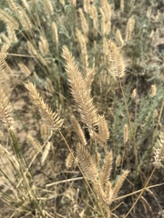 Agropyron cristatum