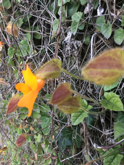 Thunbergia gregorii