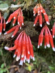 Satyria warszewiczii